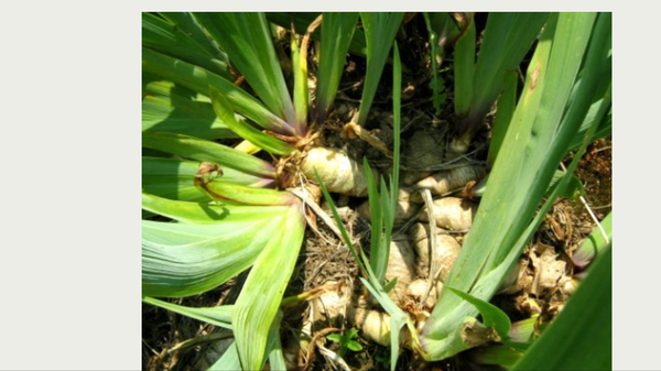 Plant id help