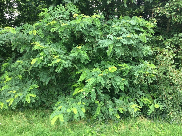What is this tree?