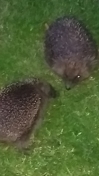 Hedgehogs!