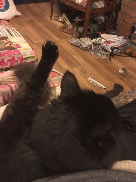Cats still catting away part 5