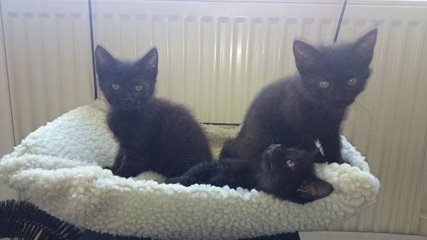 National black cat day.