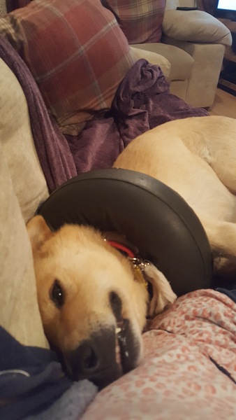 I think I've broken Ddog [sad]