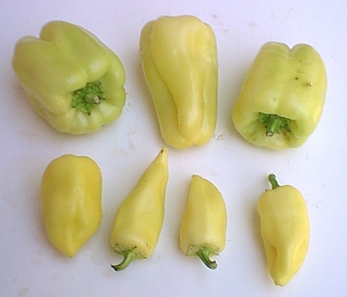 Between bootcamps support thread Summer17