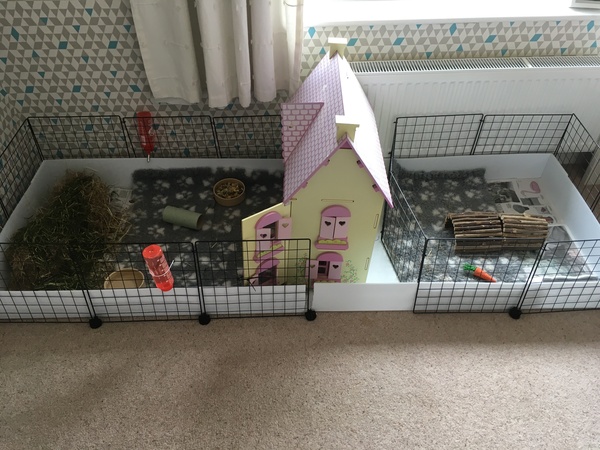 Rescue a little GP to live with two bonded Rex boars?