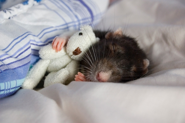 Sharing my bedroom with a mouse ...