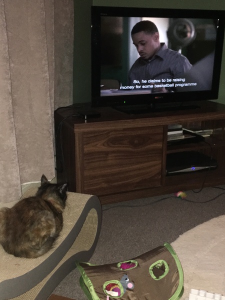 Cats still catting Part 4