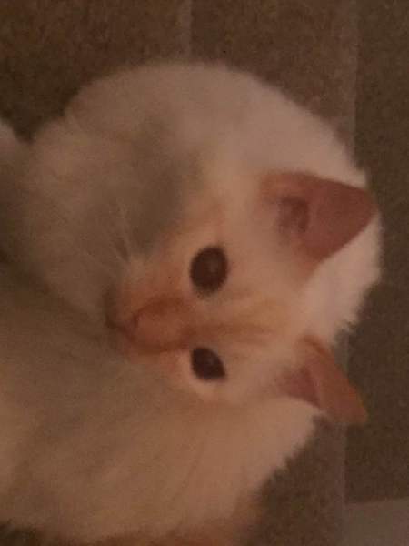 My beautiful boy has gone