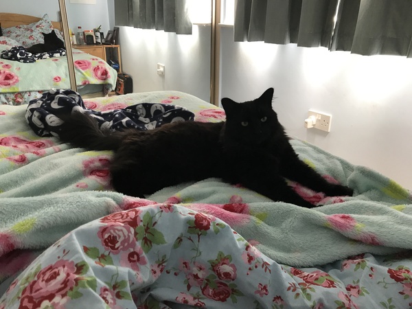 Cats still catting away part 5