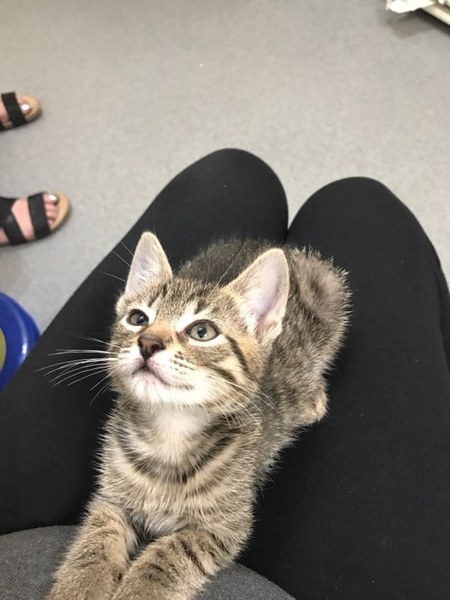 New Kitty arriving at the Frazzle house in four weeks!