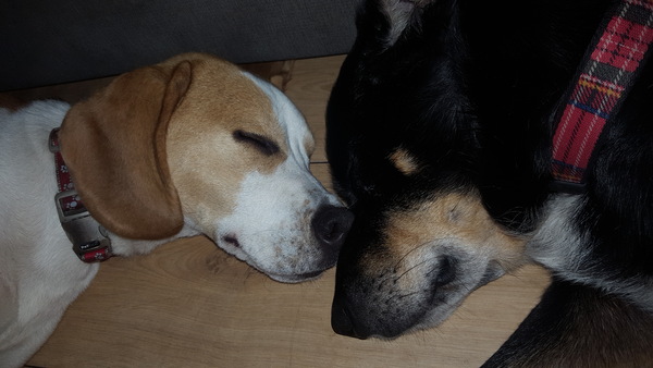 Would you keep this dog? (Beagle pics)