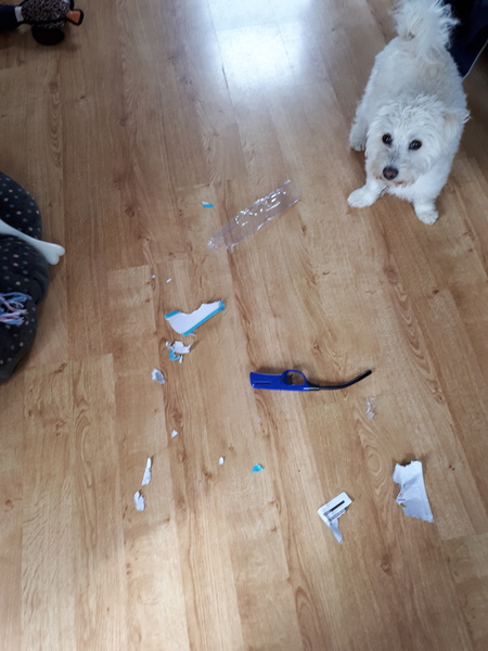To get a dog?