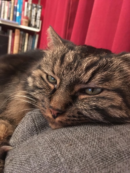 How do you tell if a cat is unwell?
