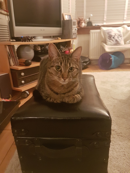 Cats still catting Part 4