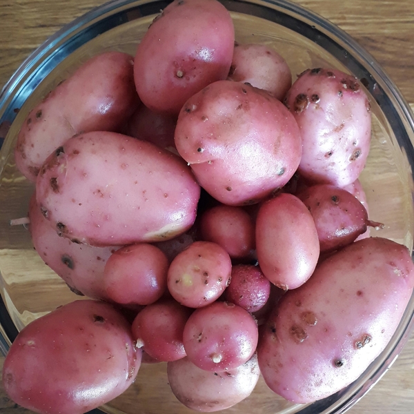 Potatoes?!?!