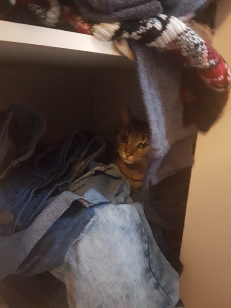 Cats still catting Part 4