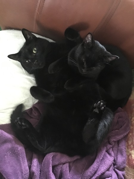 To return my new adopted cat to the shelter