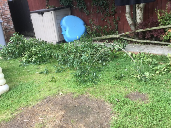 I cut my neighbours plant