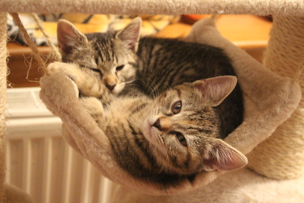 New kitties. Younger than we was led to believe.