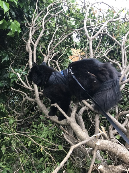 Should we not get a cat if we live near a busy road?