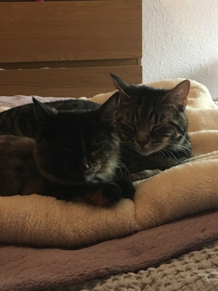 Cats still catting Part 4