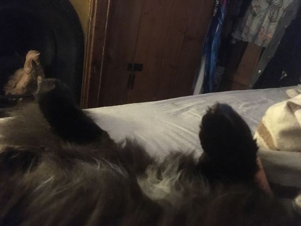 Cats still catting Part 4