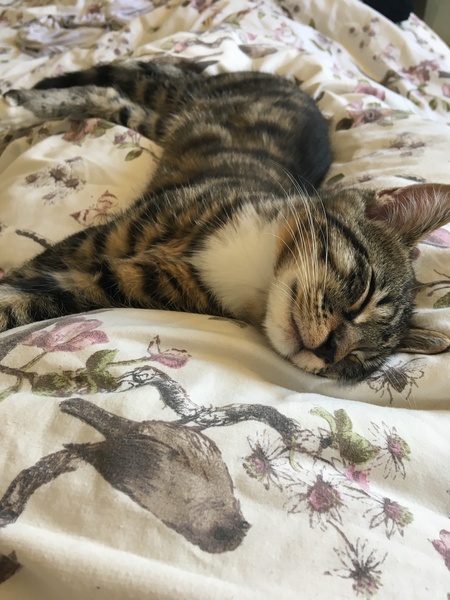 Cats still catting Part 4