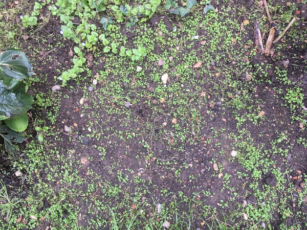 How to get rid of this weed (pictures)