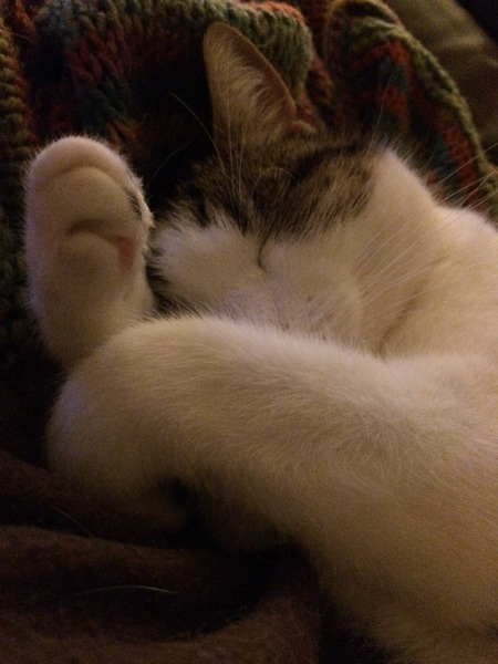 Cat eating habit changed