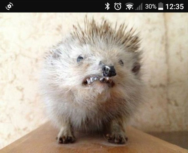 AIBU - You don't bring a toddler to a hen do?