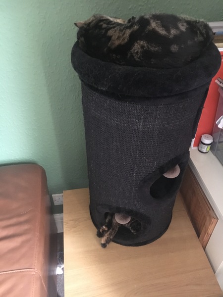 Cats still catting Part 4
