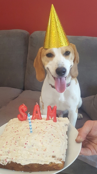 Would you keep this dog? (Beagle pics)