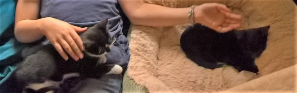10 week old kittens - best food and sloppy poo worries