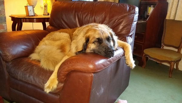 How did you stop your dog getting on the sofa?