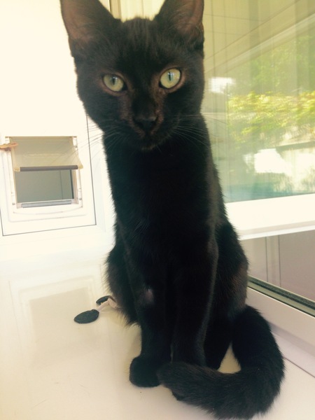 National black cat day.
