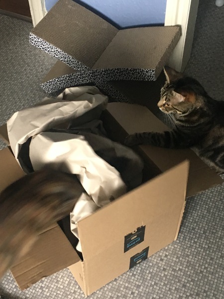 Cats still catting away part 5