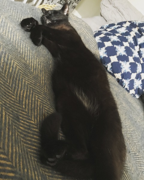 Cats still catting Part 4