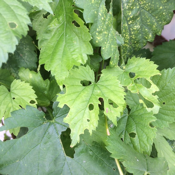 What is eating my golden hop?