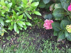 How to get rid of this weed (pictures)