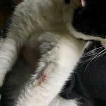 My brave little cat