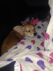 How did you stop your dog getting on the sofa?