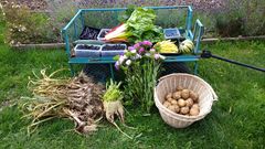 Allotment?Veg Patch Thread 10 - Plotmenters  busy into summer ! and loving James Wong