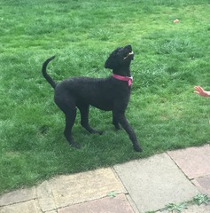 It's not a cockapoo!