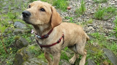 Does anyone fancy a puppy survival thread part 3