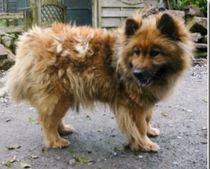Give a Eurasier a home? (please!)
