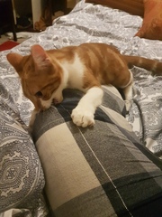 Cats still catting Part 4