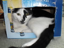Cats still catting Part 4