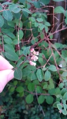 Shrub identification please