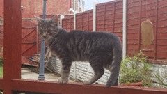 Cats still catting away part 5