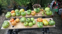 Allotment?Veg Patch Thread 10 - Plotmenters  busy into summer ! and loving James Wong