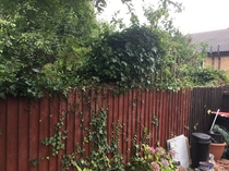 I cut my neighbours plant